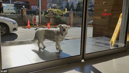 თურქეთის ერთ-ერთ კლინიკასთან, ძაღლი პატრონს 6 დღე ელოდებოდა (ფოტო-ვიდეო)